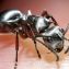 Самый быстрый муравей в мире - Сахарский серебряный муравей 0