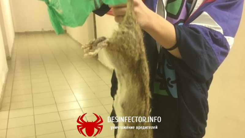 В общежитии №1 в Усолье, жила гигантская крыса.(фото гиганта)