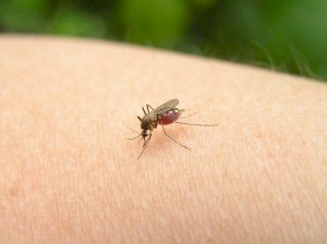 Зуд от укуса комара - что делать, как избавиться от него?