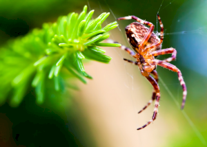 8 интересных фактов о паутине и пауках