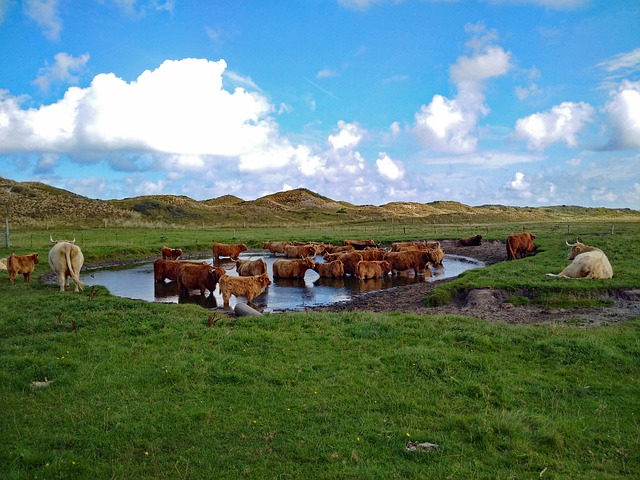 highland-beef-3347997-640.jpg