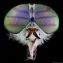 Головы мух по микроскопом (фото) 2