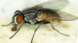 Избавляемся от мух в доме, квартире. Народные и промышленные методы, средства от мух.