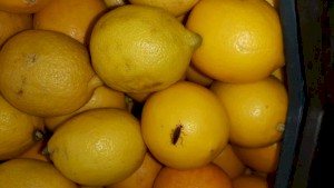 Таракан на лимонах. Дикси Санкт-Петербург. (фото)