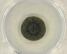 220px-cladosporium-sphaerospermum-colony.jpg
