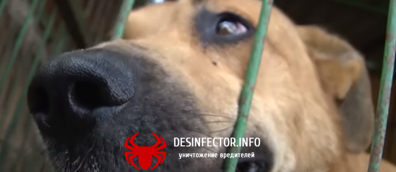 В Рязани в одной из квартир женщина устроила приют для животных(видео)