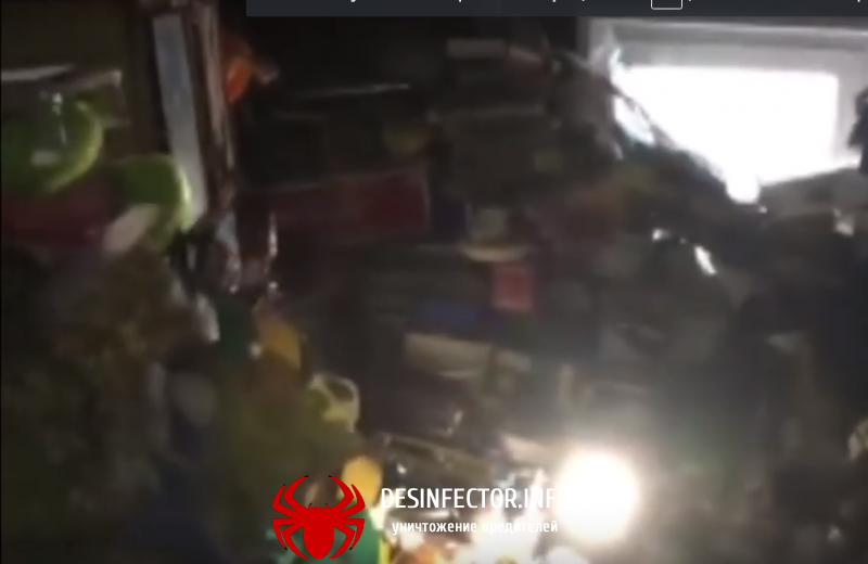 Житель Красноярска превратил квартиру в свалку(Любительское видео)