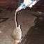 В Рязани в одном из домов на улице Забайкальской,  крыса привела к задымлению целого подъезда. 2