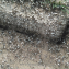 Крылатые муравьи атакуют города. 0