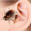 Что делать если постельный клоп или таракан залез в ваше ухо? 0