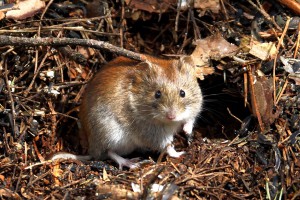 В Саратовской области мыши вызвали всплеск геморрагической лихорадки