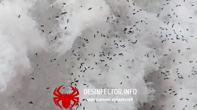 Снежные блохи в самарской области видео