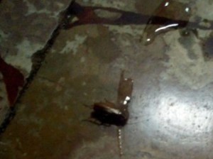 В Балаково в коридорах СОШ №11 бегают тараканы.