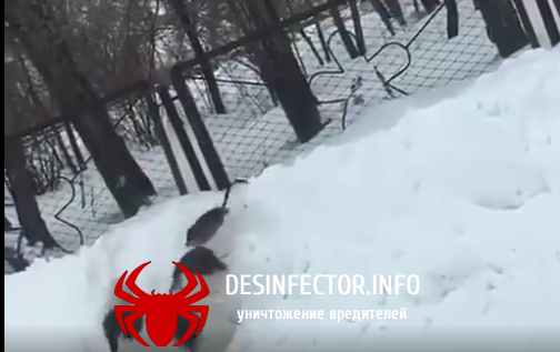 Огромная крыса напала на собаку, в селе Родино Алтайского края.(видео)