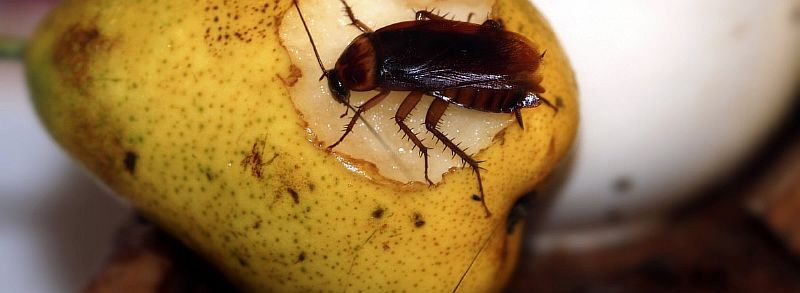 main-cockroach-eating-pear.jpg