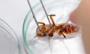 Тараканы помогут человечеству победить супербактерии.