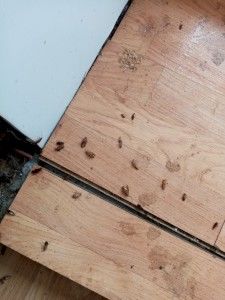 Уничтожение тараканов в Вологде 3