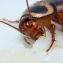 Кусаются ли тараканы? Укусы таракана: как определить, обработать, вылечить. Опасность. 1